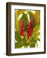 Tropical Red Ginger-Tim O'toole-Framed Art Print