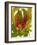 Tropical Red Ginger-Tim O'toole-Framed Art Print