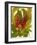 Tropical Red Ginger-Tim O'toole-Framed Art Print