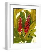 Tropical Red Ginger-Tim O'toole-Framed Art Print