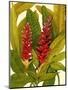 Tropical Red Ginger-Tim O'toole-Mounted Art Print