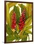 Tropical Red Ginger-Tim O'toole-Framed Art Print