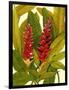 Tropical Red Ginger-Tim O'toole-Framed Art Print