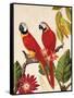 Tropical Red Pair-Colleen Sarah-Framed Stretched Canvas