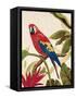 Tropical Red-Colleen Sarah-Framed Stretched Canvas