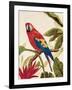 Tropical Red-Colleen Sarah-Framed Art Print