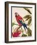 Tropical Red-Colleen Sarah-Framed Art Print