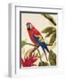 Tropical Red-Colleen Sarah-Framed Art Print