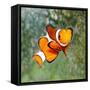 Tropical Reef Fish - Clownfish (Amphiprion Ocellaris) Macro With Shallow Dof-Kletr-Framed Stretched Canvas