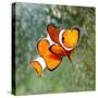 Tropical Reef Fish - Clownfish (Amphiprion Ocellaris) Macro With Shallow Dof-Kletr-Stretched Canvas