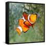 Tropical Reef Fish - Clownfish (Amphiprion Ocellaris) Macro With Shallow Dof-Kletr-Framed Stretched Canvas