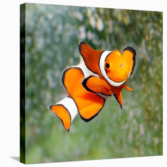 Tropical Reef Fish - Clownfish (Amphiprion Ocellaris) Macro With Shallow Dof-Kletr-Stretched Canvas