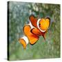 Tropical Reef Fish - Clownfish (Amphiprion Ocellaris) Macro With Shallow Dof-Kletr-Stretched Canvas