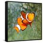 Tropical Reef Fish - Clownfish (Amphiprion Ocellaris) Macro With Shallow Dof-Kletr-Framed Stretched Canvas