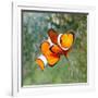 Tropical Reef Fish - Clownfish (Amphiprion Ocellaris) Macro With Shallow Dof-Kletr-Framed Photographic Print