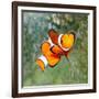 Tropical Reef Fish - Clownfish (Amphiprion Ocellaris) Macro With Shallow Dof-Kletr-Framed Photographic Print