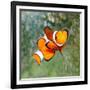 Tropical Reef Fish - Clownfish (Amphiprion Ocellaris) Macro With Shallow Dof-Kletr-Framed Photographic Print