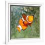 Tropical Reef Fish - Clownfish (Amphiprion Ocellaris) Macro With Shallow Dof-Kletr-Framed Photographic Print