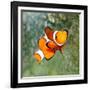 Tropical Reef Fish - Clownfish (Amphiprion Ocellaris) Macro With Shallow Dof-Kletr-Framed Photographic Print