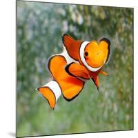 Tropical Reef Fish - Clownfish (Amphiprion Ocellaris) Macro With Shallow Dof-Kletr-Mounted Photographic Print