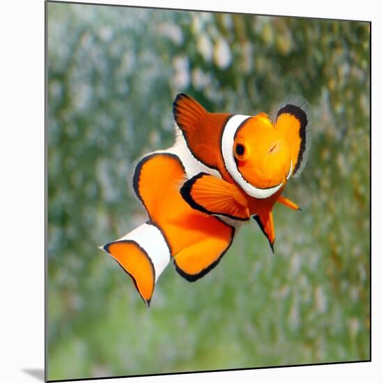 Tropical Reef Fish - Clownfish (Amphiprion Ocellaris) Macro With Shallow Dof-Kletr-Mounted Photographic Print