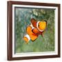 Tropical Reef Fish - Clownfish (Amphiprion Ocellaris) Macro With Shallow Dof-Kletr-Framed Photographic Print