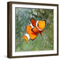 Tropical Reef Fish - Clownfish (Amphiprion Ocellaris) Macro With Shallow Dof-Kletr-Framed Photographic Print