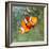 Tropical Reef Fish - Clownfish (Amphiprion Ocellaris) Macro With Shallow Dof-Kletr-Framed Photographic Print