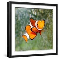 Tropical Reef Fish - Clownfish (Amphiprion Ocellaris) Macro With Shallow Dof-Kletr-Framed Photographic Print