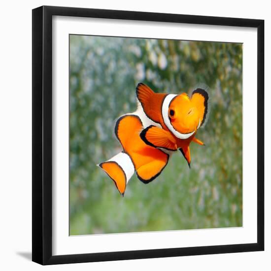 Tropical Reef Fish - Clownfish (Amphiprion Ocellaris) Macro With Shallow Dof-Kletr-Framed Photographic Print