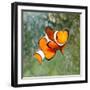 Tropical Reef Fish - Clownfish (Amphiprion Ocellaris) Macro With Shallow Dof-Kletr-Framed Photographic Print