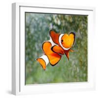 Tropical Reef Fish - Clownfish (Amphiprion Ocellaris) Macro With Shallow Dof-Kletr-Framed Photographic Print