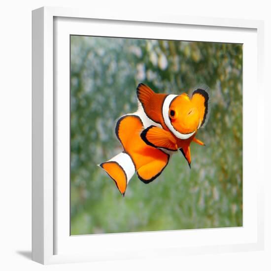 Tropical Reef Fish - Clownfish (Amphiprion Ocellaris) Macro With Shallow Dof-Kletr-Framed Photographic Print