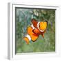 Tropical Reef Fish - Clownfish (Amphiprion Ocellaris) Macro With Shallow Dof-Kletr-Framed Photographic Print