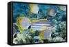 Tropical Reef Fish-Georgette Douwma-Framed Stretched Canvas