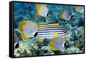 Tropical Reef Fish-Georgette Douwma-Framed Stretched Canvas