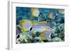 Tropical Reef Fish-Georgette Douwma-Framed Premium Photographic Print