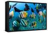 Tropical Reef Fish-Matthew Oldfield-Framed Stretched Canvas