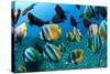 Tropical Reef Fish-Matthew Oldfield-Stretched Canvas