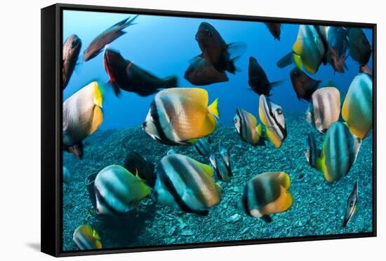 Tropical Reef Fish-Matthew Oldfield-Framed Stretched Canvas