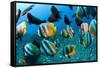 Tropical Reef Fish-Matthew Oldfield-Framed Stretched Canvas