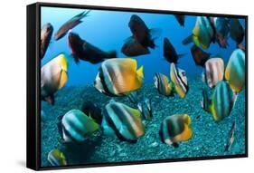 Tropical Reef Fish-Matthew Oldfield-Framed Stretched Canvas