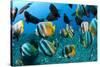 Tropical Reef Fish-Matthew Oldfield-Stretched Canvas