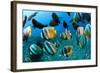 Tropical Reef Fish-Matthew Oldfield-Framed Premium Photographic Print