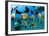 Tropical Reef Fish-Matthew Oldfield-Framed Premium Photographic Print