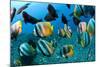 Tropical Reef Fish-Matthew Oldfield-Mounted Premium Photographic Print