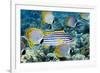 Tropical Reef Fish-Georgette Douwma-Framed Photographic Print