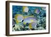 Tropical Reef Fish-Georgette Douwma-Framed Photographic Print