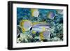 Tropical Reef Fish-Georgette Douwma-Framed Photographic Print