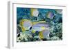 Tropical Reef Fish-Georgette Douwma-Framed Photographic Print